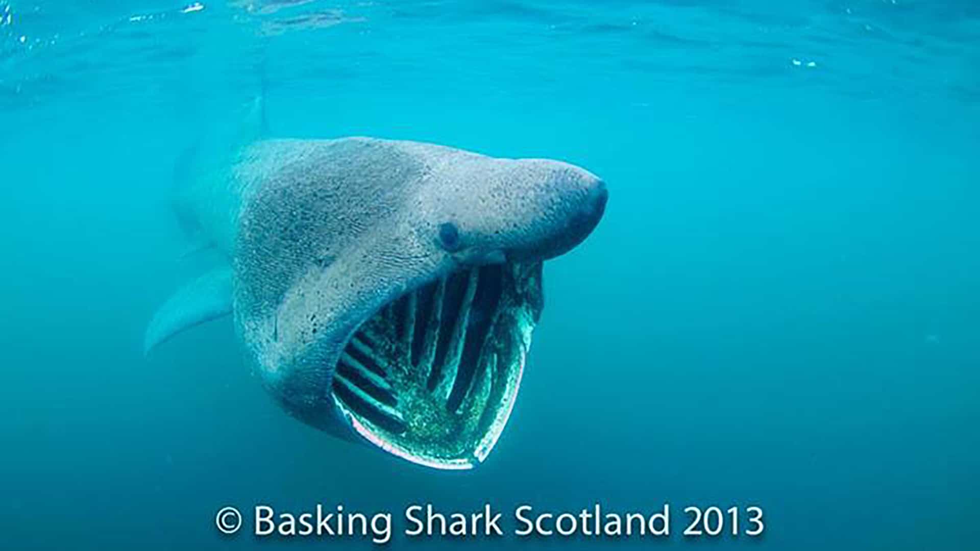 Foto: Riesenhai, Rechte: Basking Shark Scotland