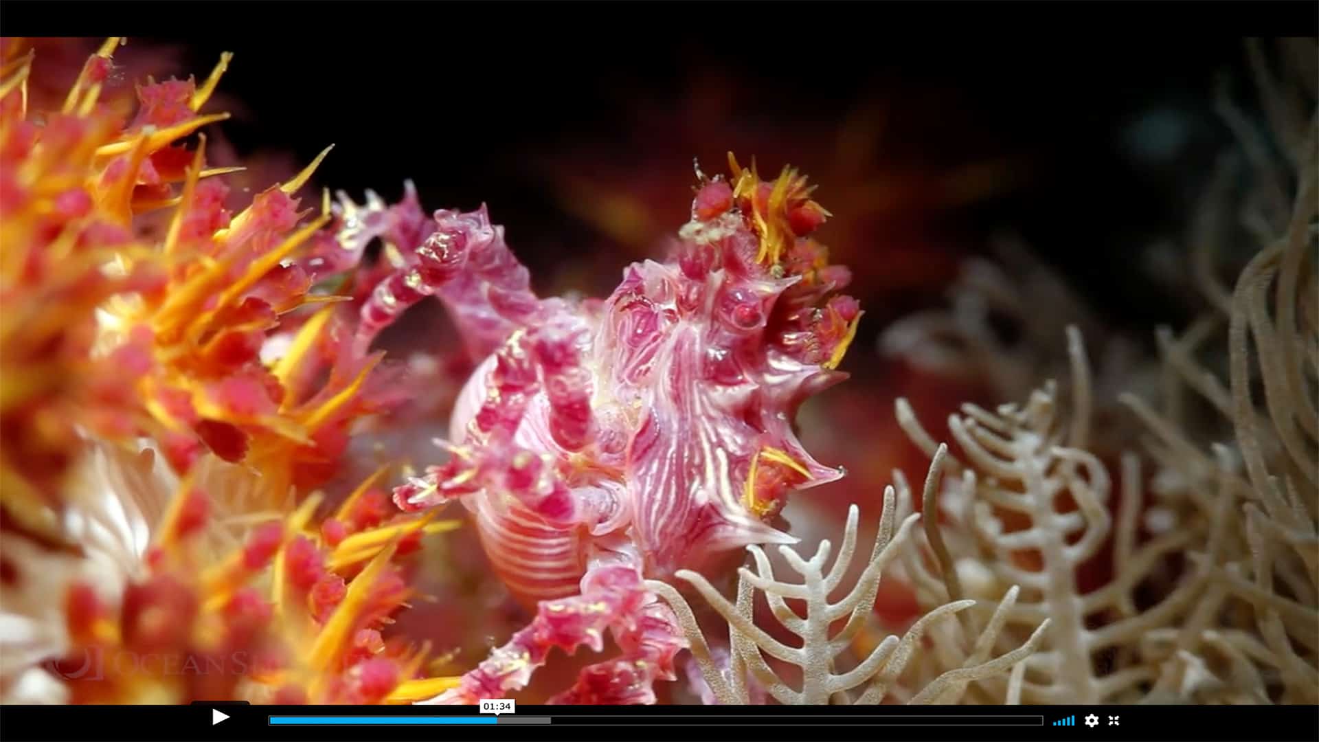 Screenshot: San Diego Undersea Film Exhibition 2013