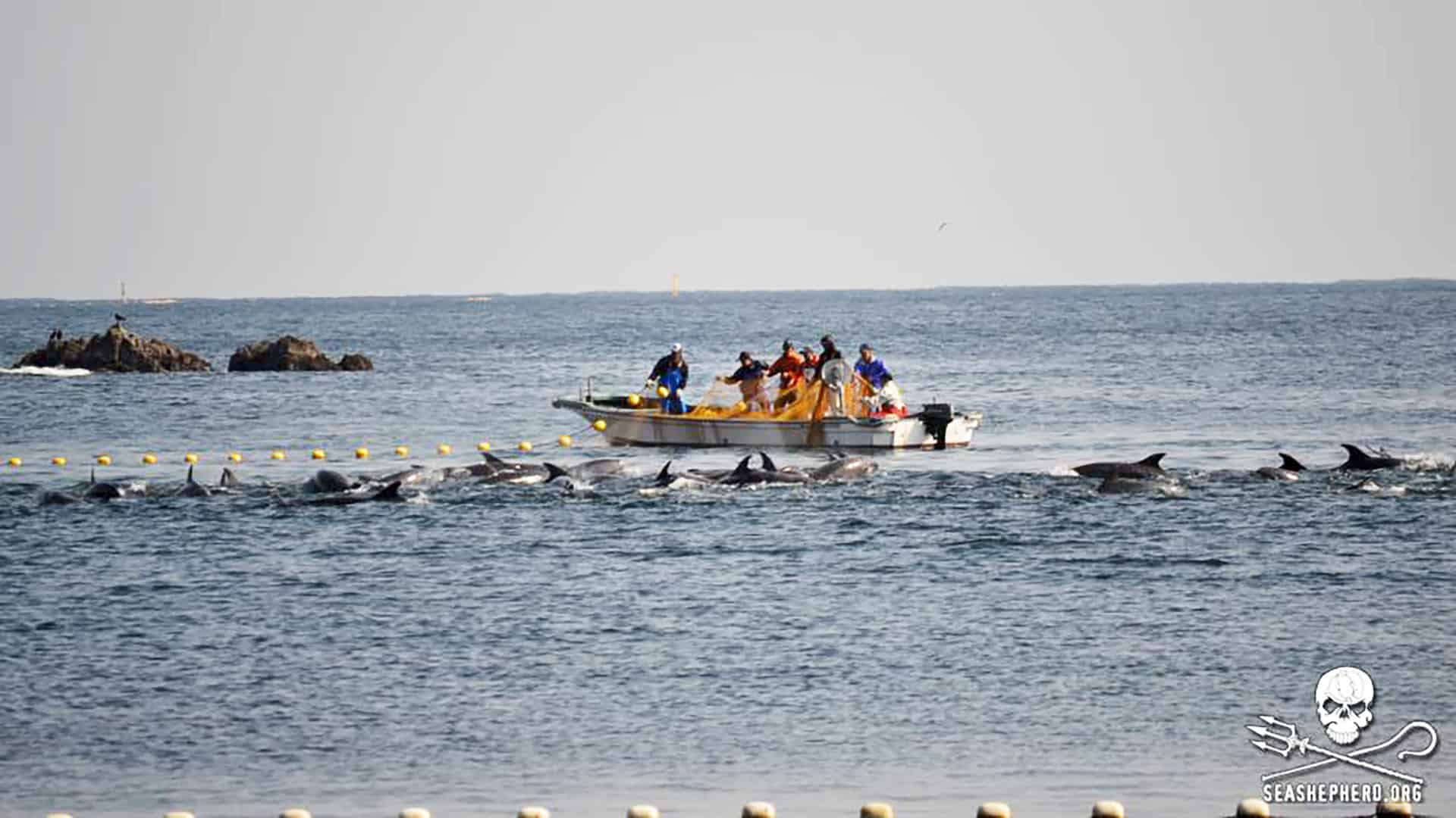Foto: Taiji, Sea Shepherd Cove Guardians
