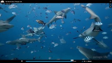 Screenshot: Video der Woche: Fiji Shark Dive