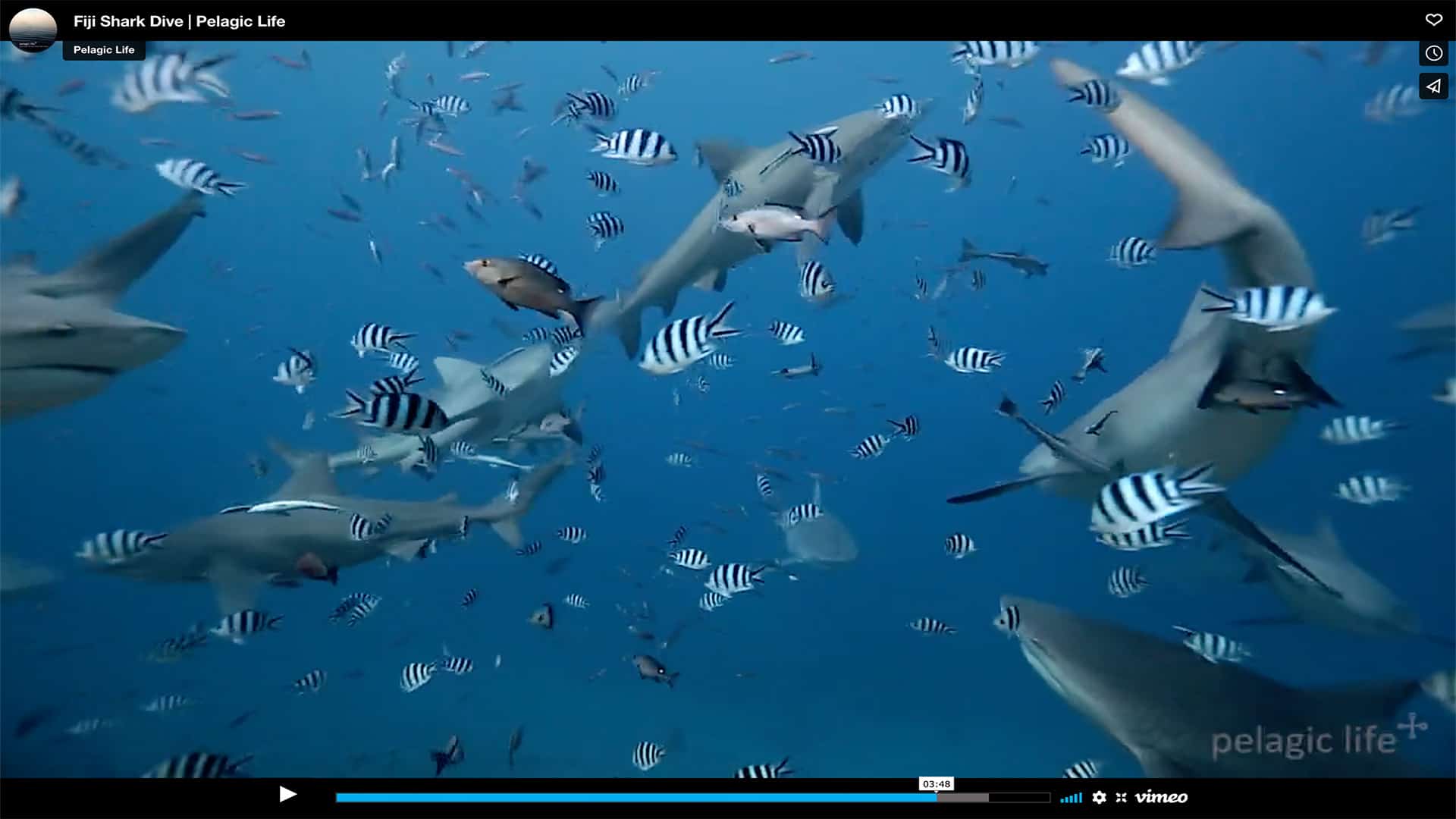 Screenshot: Video der Woche: Fiji Shark Dive