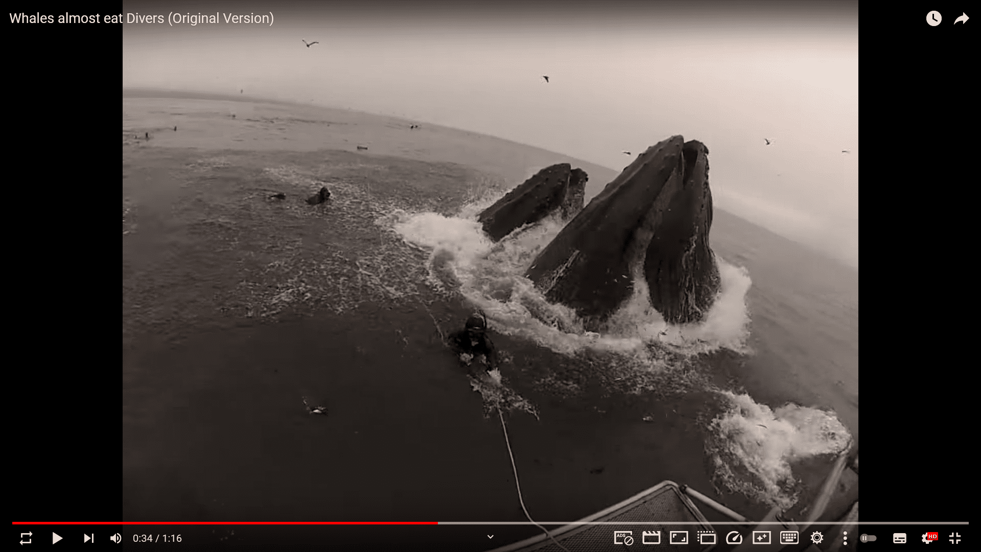 Screenshot: Schnorcheln mit Buckelwalen