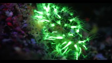 Screenshot: Fluoreszierende Unterwasserwelt