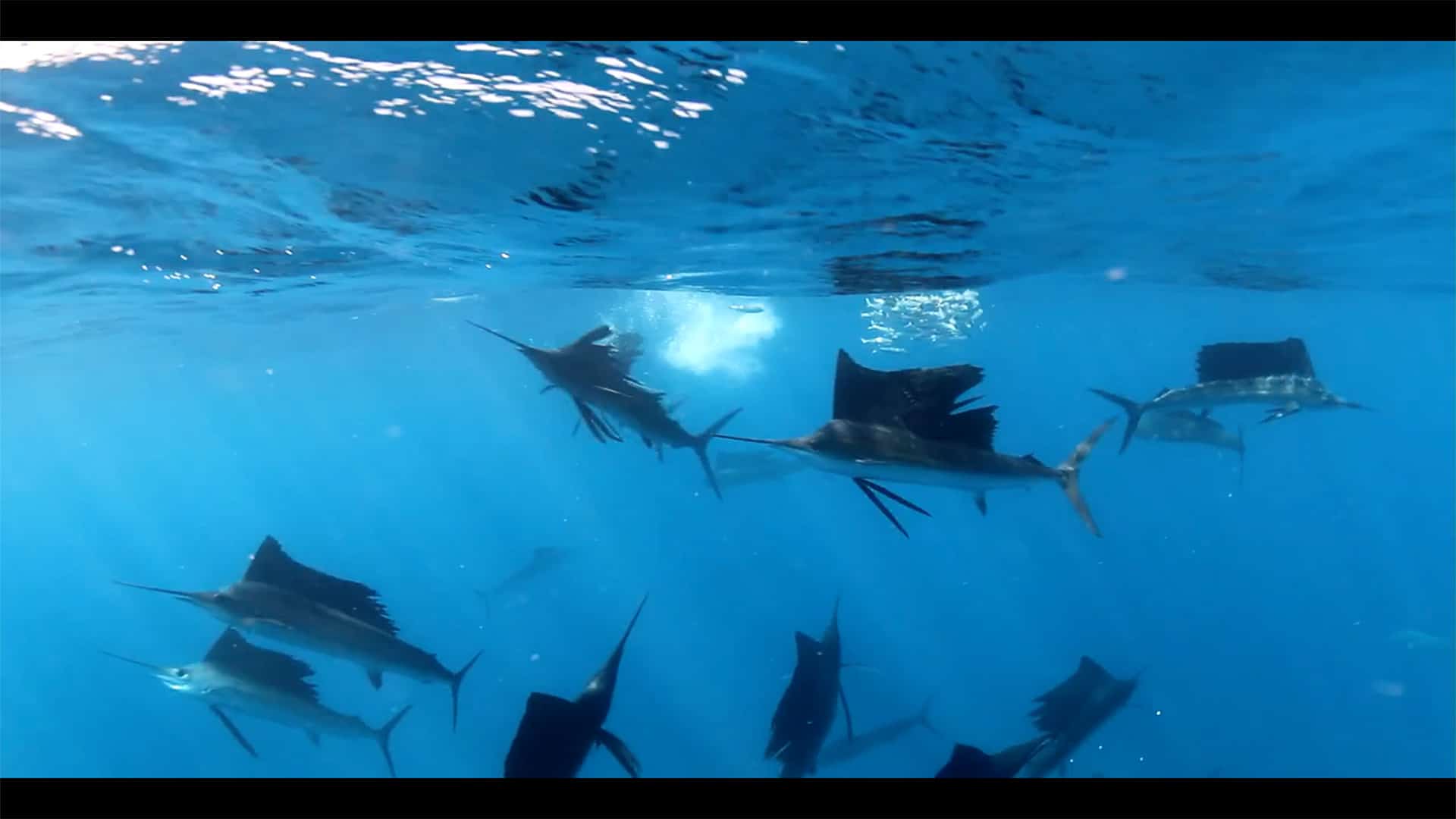 Screenshot: Video Fächerfische, Bullenhaie und Wracks