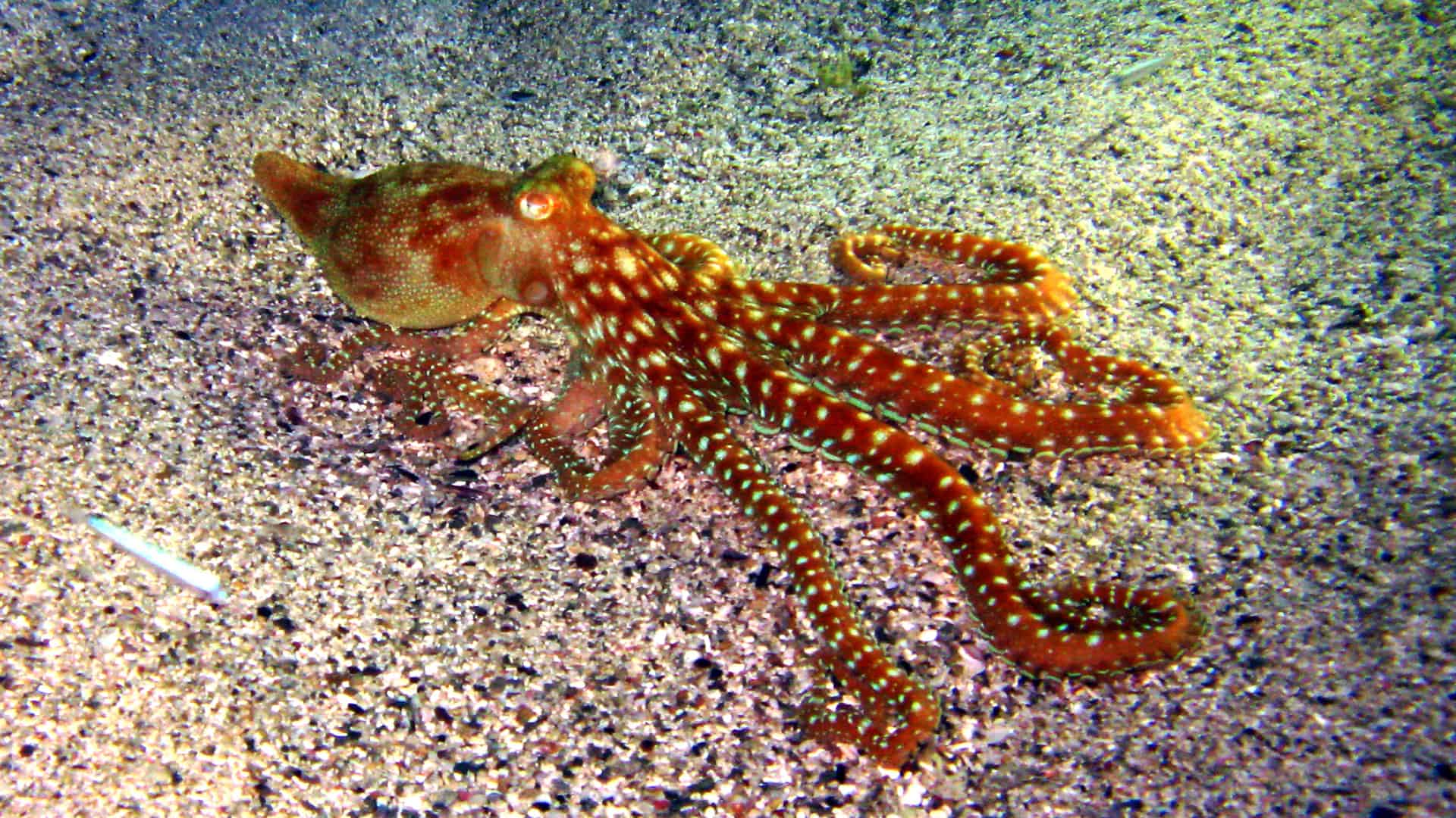 Foto: Oktopus beim Nachttauchgang