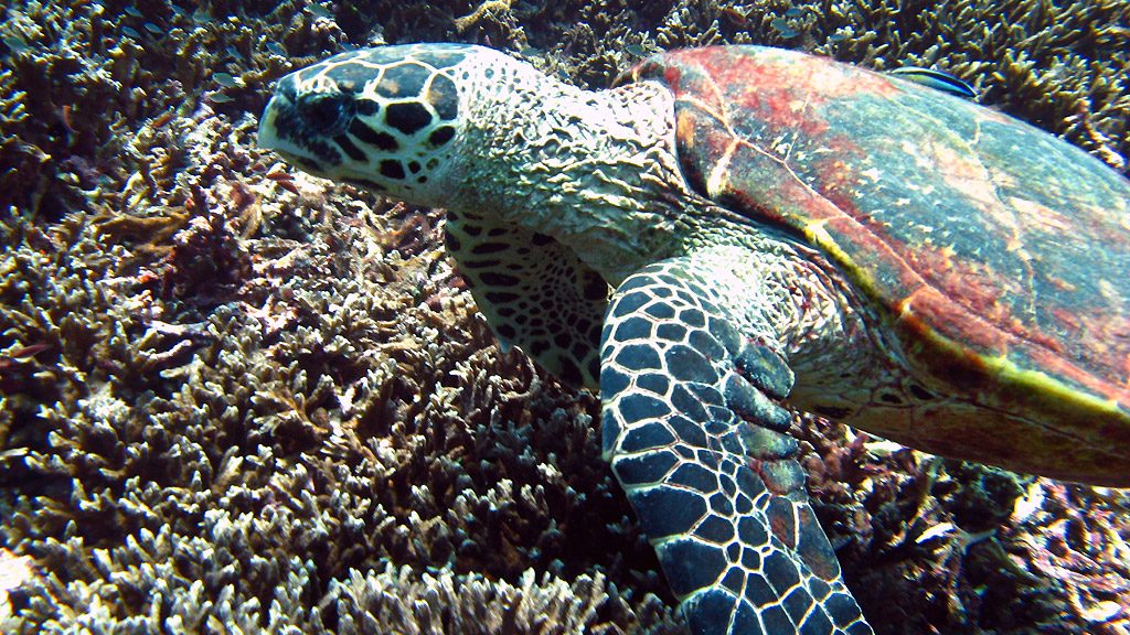 Foto: Schildkröte, Foto: Tauchen in Thailand 2008